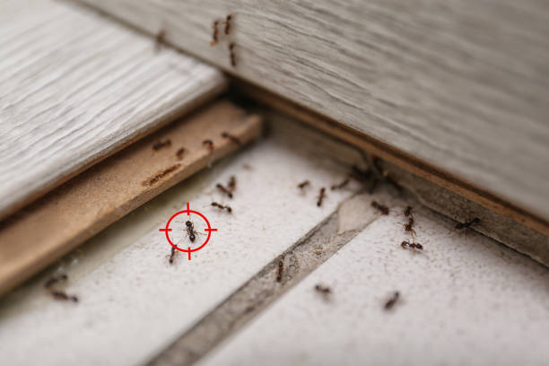 Best Local Pest Control Services  in Jarales, NM