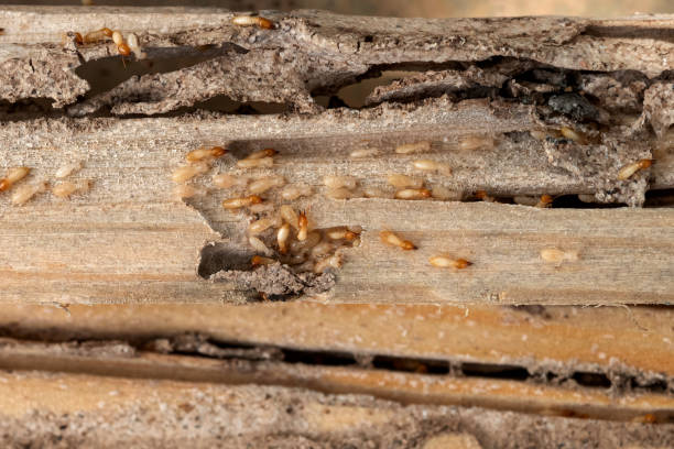 Pest Control Cost in Jarales, NM