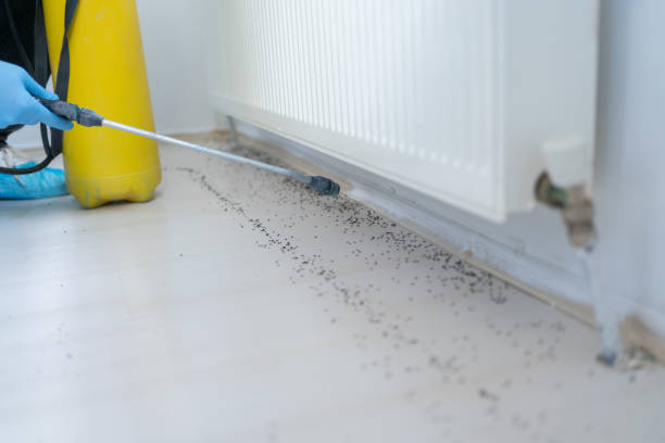 Best Affordable Pest Control Services  in Jarales, NM